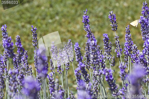 Image of Lavender Flovers