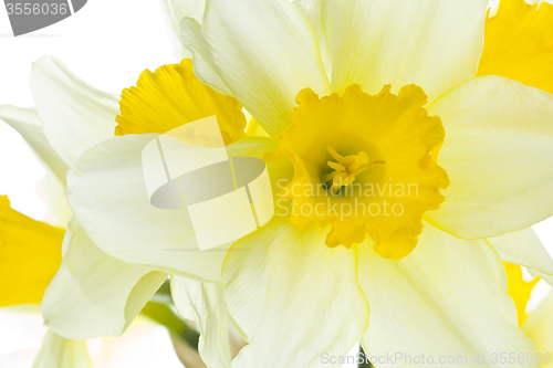 Image of Daffodil Flower Closeup