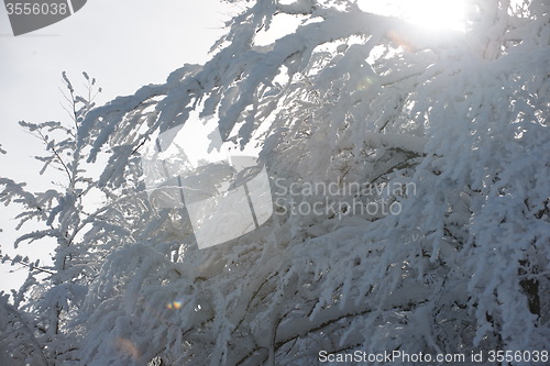 Image of fresh snow on branches