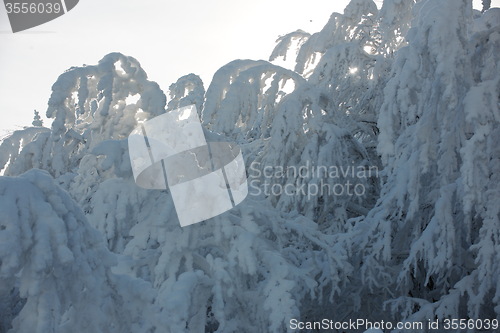 Image of fresh snow on branches