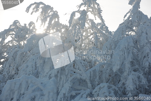 Image of fresh snow on branches