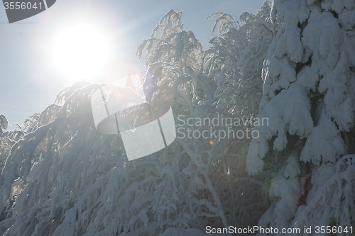 Image of fresh snow on branches