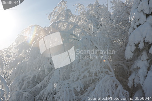 Image of fresh snow on branches