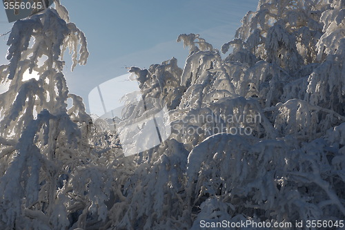 Image of fresh snow on branches