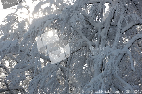 Image of fresh snow on branches