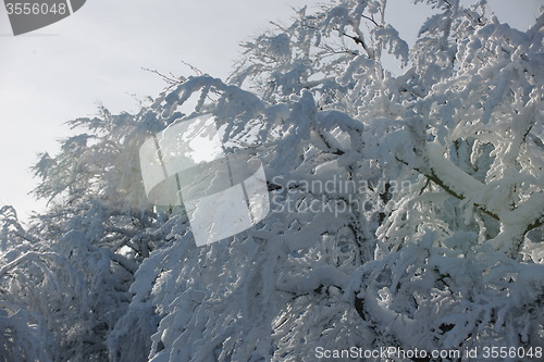 Image of fresh snow on branches