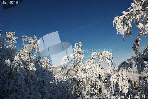 Image of fresh snow on branches