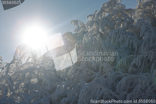 Image of fresh snow on branches