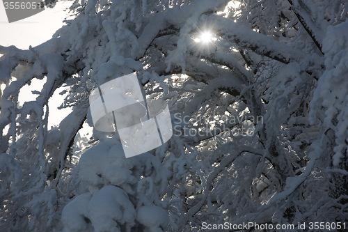 Image of fresh snow on branches