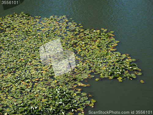Image of Water lily flower