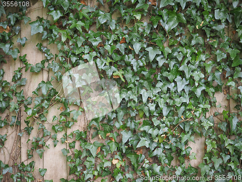 Image of Green ivy background