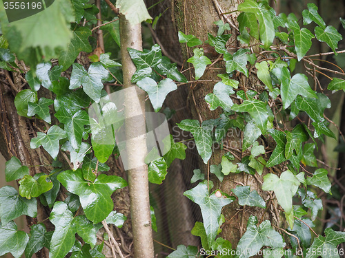 Image of Ivy plant background