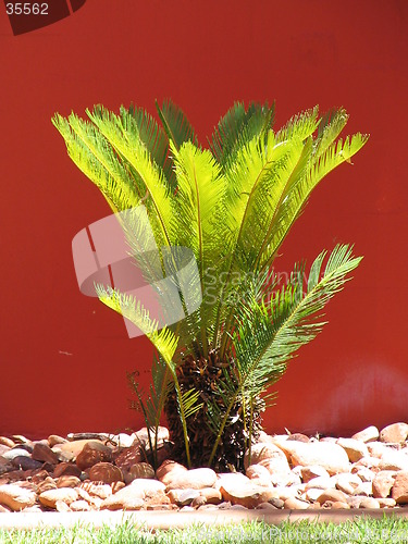 Image of fire tree