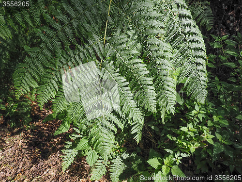 Image of Green fern plant