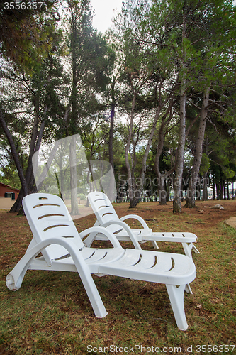 Image of loungers in the pine grove