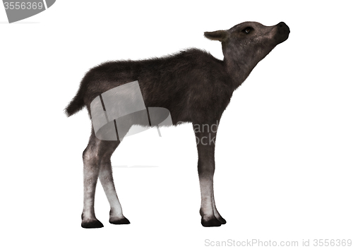 Image of Caribou Calf