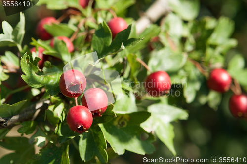 Image of dog-rose fruits