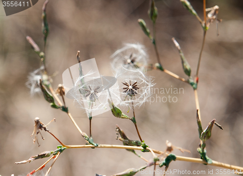 Image of herbal seed