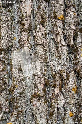 Image of bark detail