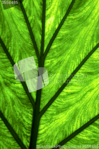 Image of abstract leaf and his veins background  macro close 