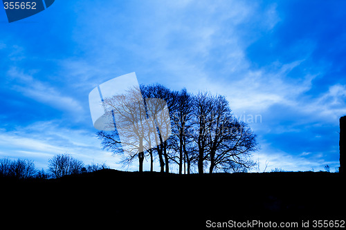 Image of Group of Trees