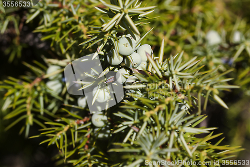 Image of juniper