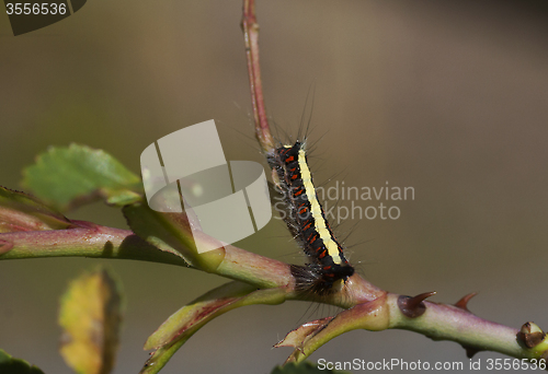 Image of caterpillar