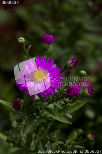 Image of aster