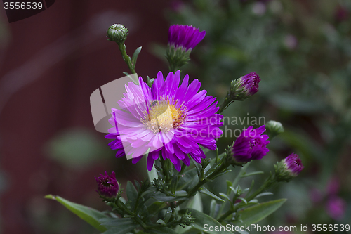 Image of new england aster
