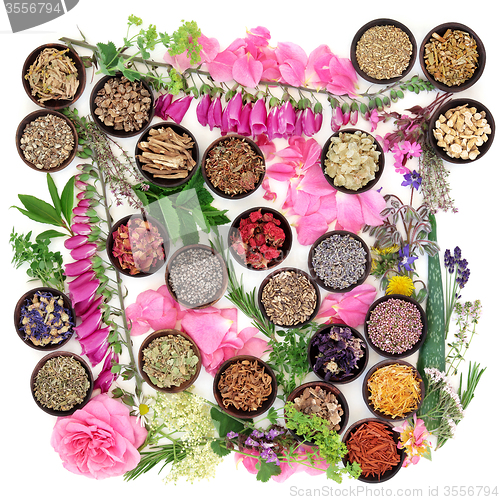 Image of Medicinal Herbs and Flowers 