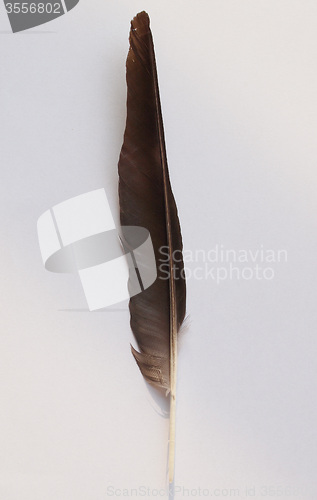 Image of Black Crow bird feather