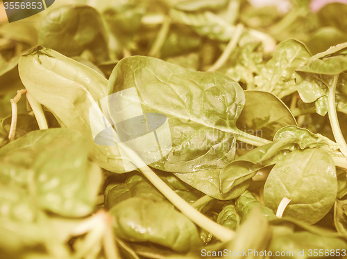 Image of Retro looking Spinach leaves