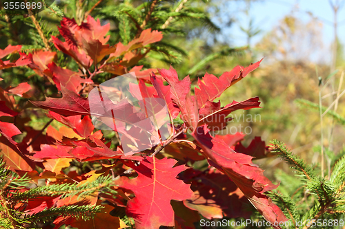 Image of Bright red oak leaves in autumn season