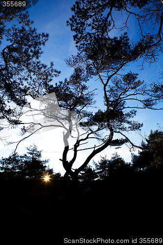 Image of Pine Tree Silhouette