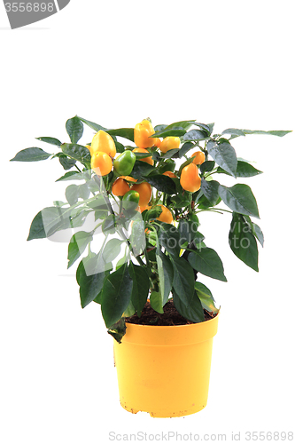 Image of chili plant yellow isolated\r\n