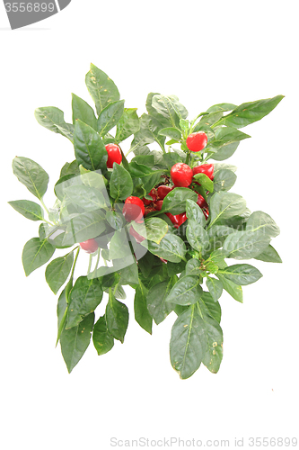 Image of red chili plant isolated 