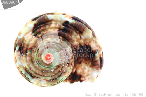 Image of sea shell isolated