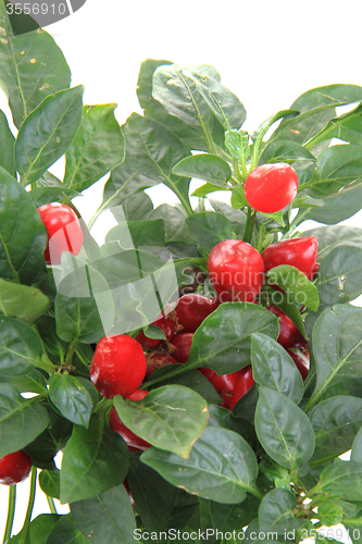 Image of red chili plant isolated 