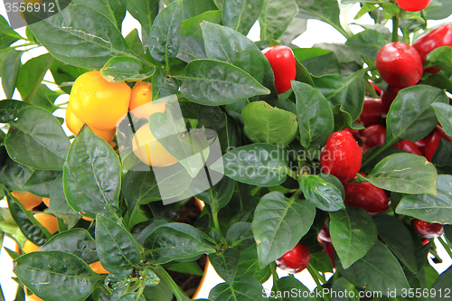 Image of red and yellow chili plant isolated 