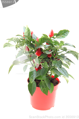 Image of red chili plant isolated 