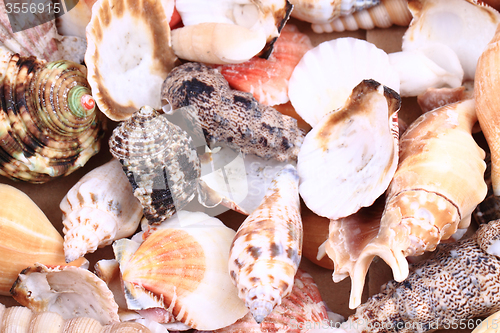 Image of sea shells background