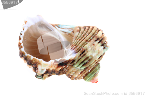 Image of sea shell isolated