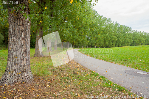 Image of rural avenue