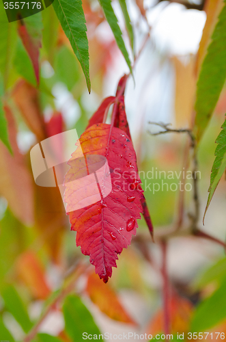 Image of Autumn leaf
