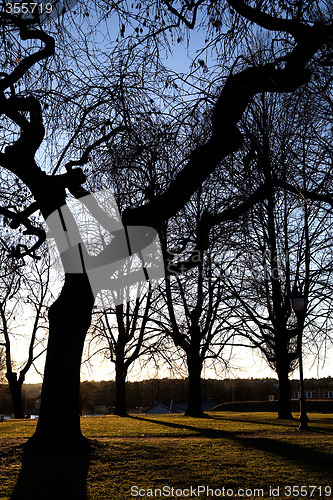 Image of Gnarled Tree Abstract