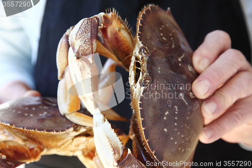 Image of Dungeness crabs