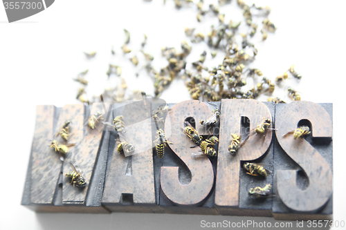 Image of wasps word with dead and dying yellow jackets