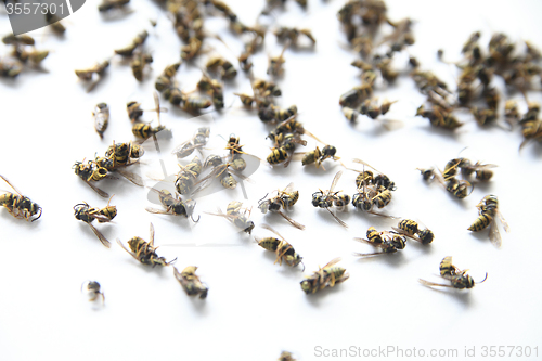 Image of dead yellow jacket wasps	