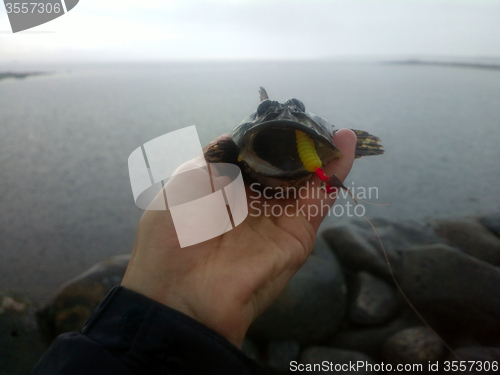 Image of sea fishing the Arctic circle