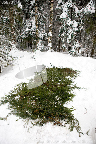 Image of Spruce Branch Tent Base